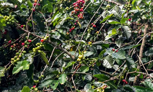 Safra de café no Brasil deve atingir 56 milhões de sacas em 2025