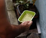 El Niño pode aumentar casos de chikungunya e dengue no Brasil