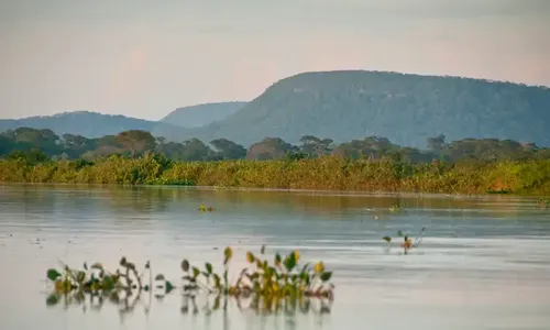 Desmatamento no Brasil registra queda de 20,6% em 2025